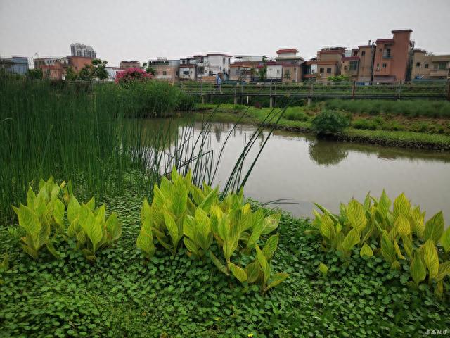 不负春日好风光！来番禺化龙湿地公园邂逅春日的浪漫