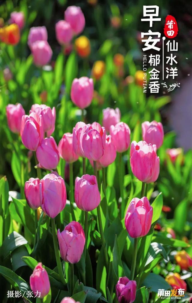仙水洋·郁金香
