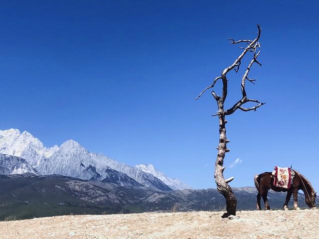 碧云天，黄花地！，碧云天黄花地西风紧北雁南飞寄寓的感情是（碧云天，黄花地）