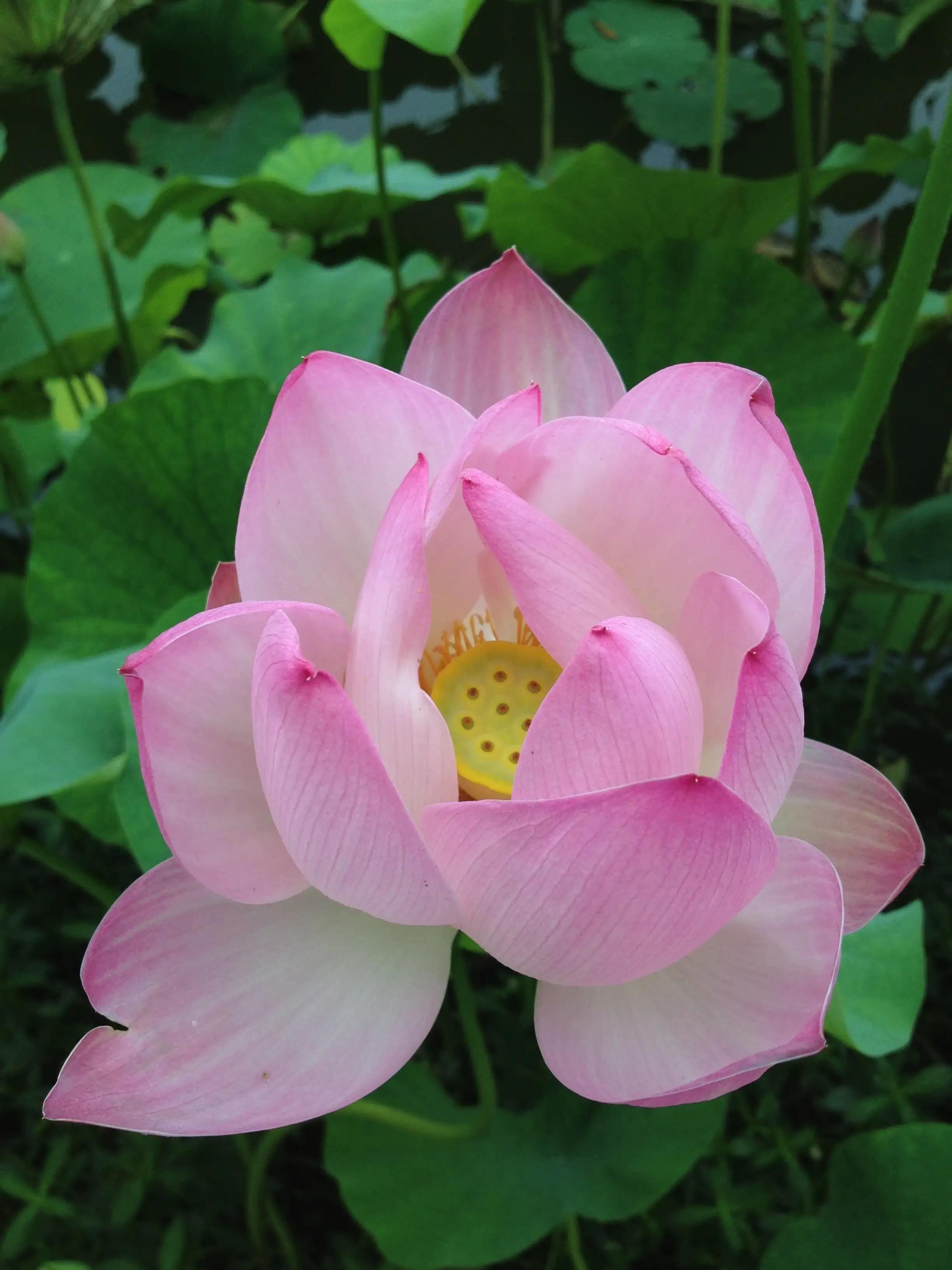 亲爱的朋友,如果你也喜欢大自然,喜欢动物,植物,美好的事物;喜欢读书