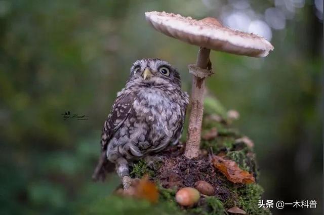 怎样做鸟窝，怎样做鸟窝,怎样用树枝做个鸟窝（下雨天鸟类要如何避雨）