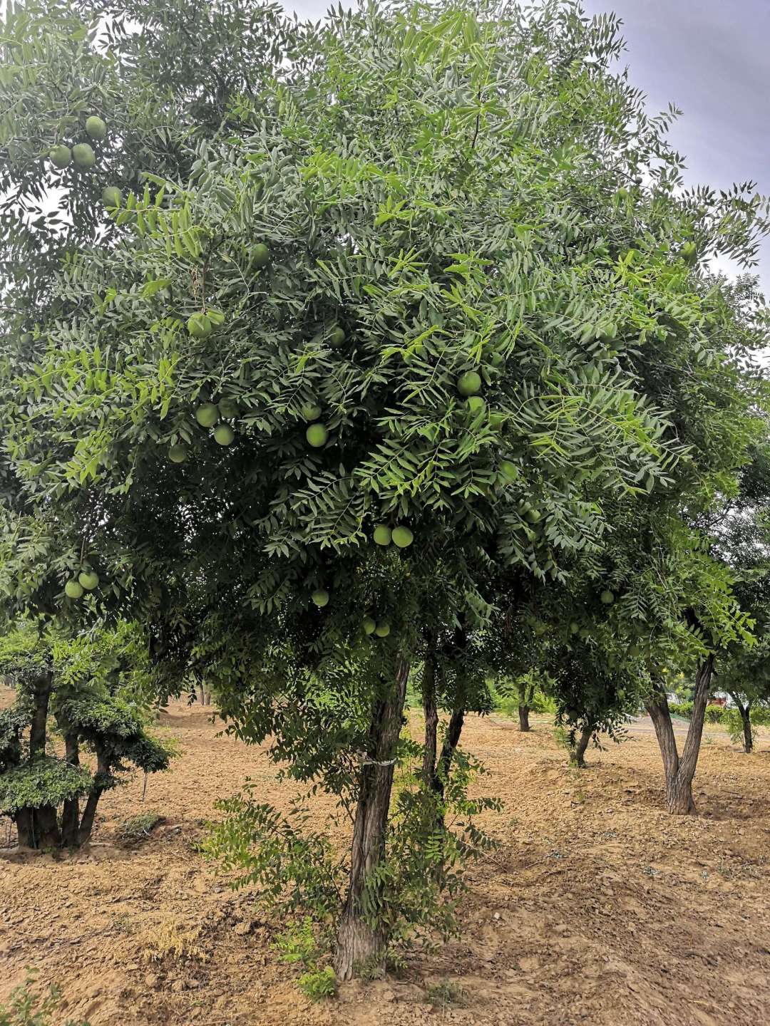 文冠果的植物学特点（文冠果分布和生长环境）