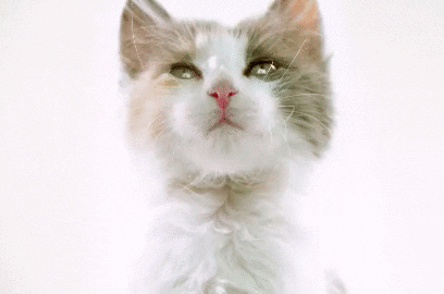 猫唇是什么唇形，猫唇是什么样子的（猫咪舔嘴就是嘴馋）