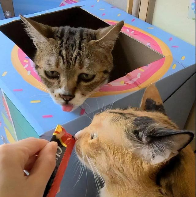 applaws，爱普士Applaws猫罐头是主食罐吗（看看你选对了没有）