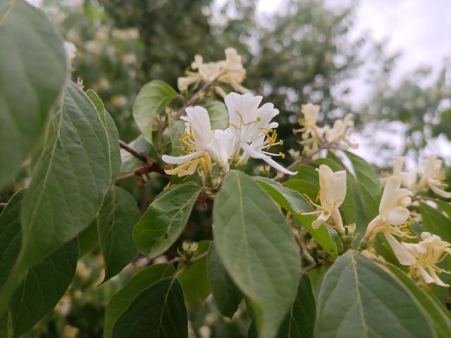 忍冬和金银花的区别，金银花的功效与作用有哪些（忍冬有什么特点）