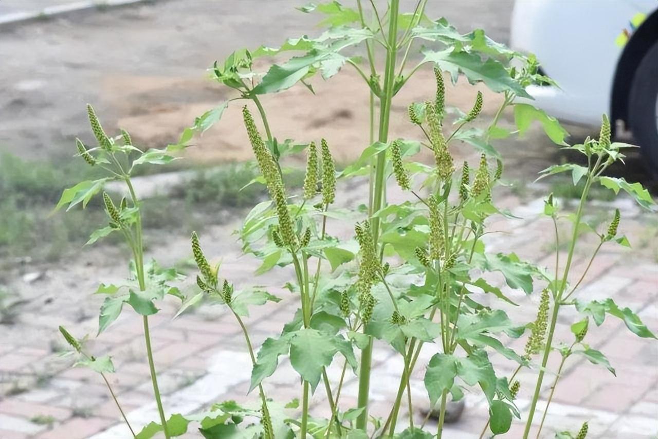 沈阳发现"植物杀手"豚草