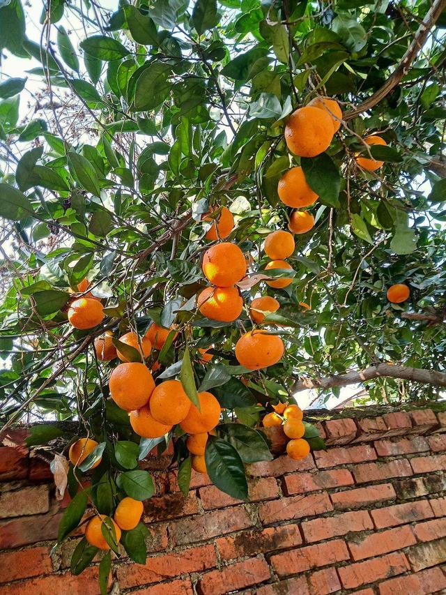 庭院十大吉祥树排名，庭院栽什么树最旺宅（10种吉利树）