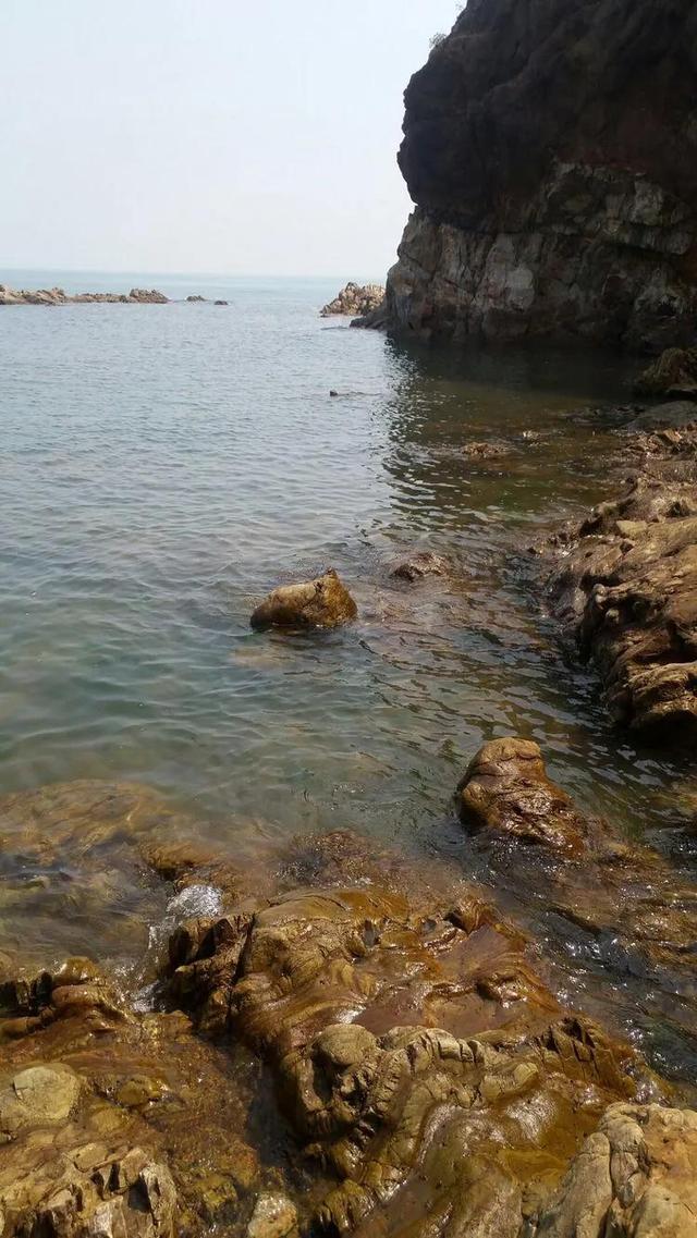 鳆鱼（鳆鱼怎么读），如何挑选鳆鱼（2021登州“苏公日”和“海市会”）