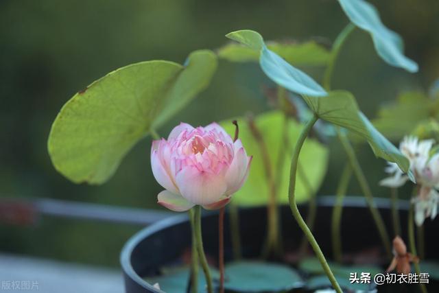 红莲花有什么寓意和象征，红莲花有什么寓意和象征风水（仲夏清新一朵莲美诗六首）