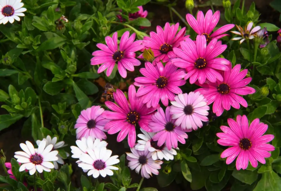 春天开的常见的花，春天的花有哪些（春天的花有哪些 名字）