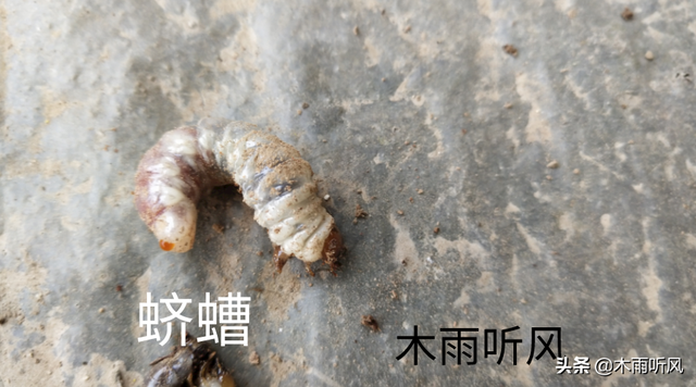 蛴螬怎么养殖，蛴螬养殖方法（种植大葱，如何防治蛴螬的危害）