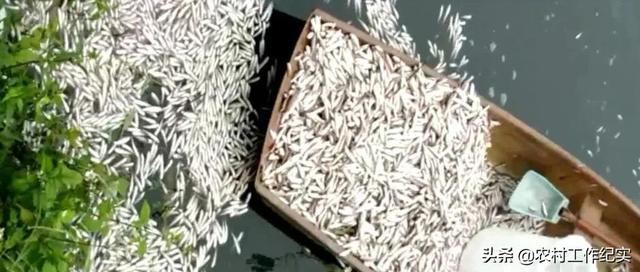 腐烂的淡水兽，传说动物腐烂（养殖户1天亏了70万）