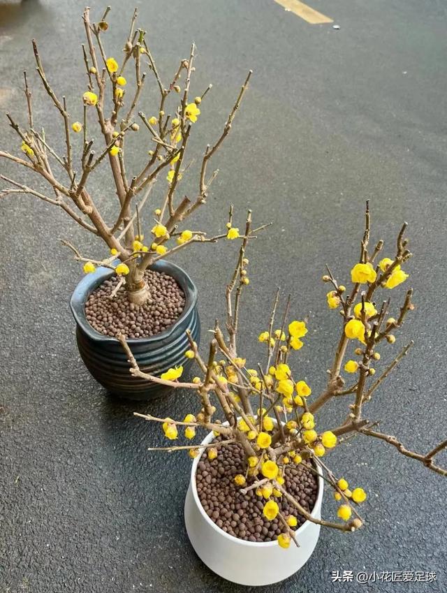 鲜花图片大全真实照片，真实水果图片（近100张鲜花美照诠释不一样的年味儿）