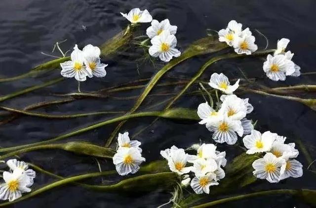 水性杨花是什么意思，海菜花为啥叫水性杨花（与“水性杨花”来场美妙的邂逅吧）