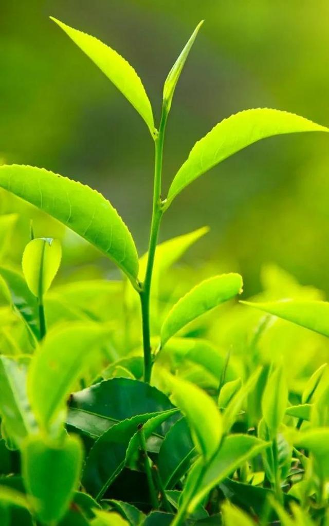绿色背景图，绿色背景图全绿（护眼壁纸：绿色清新背景图）