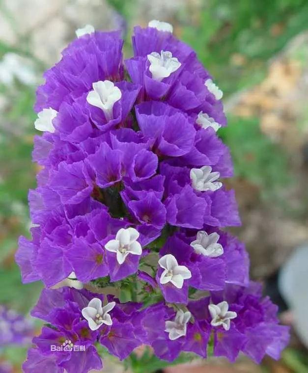 各种花的代表寓意，这几种花的寓意你知道多少
