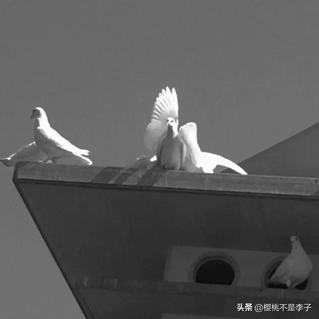寄明月歌词，《赤伶》歌曲（20句唯美动人的优良古风文案）