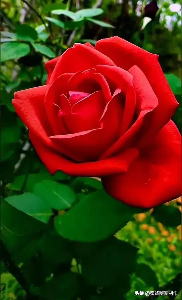 七夕节的图片，七夕浪漫情人节，玫瑰壁纸（七夕节的图片）