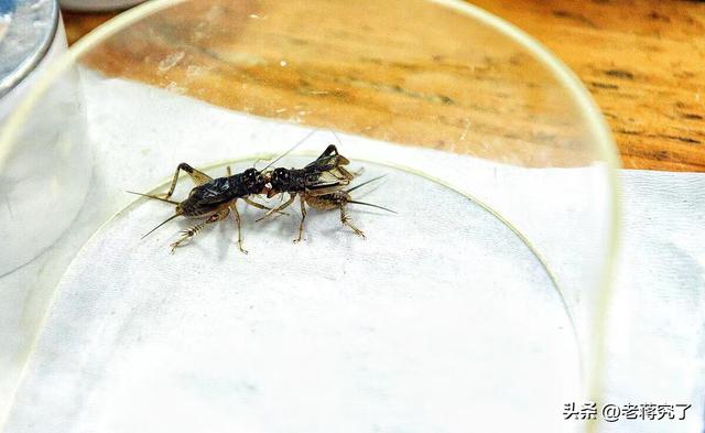 怎样斗蛐蛐，怎样斗蛐蛐儿（蟋蟀最“好斗”的季节到了）