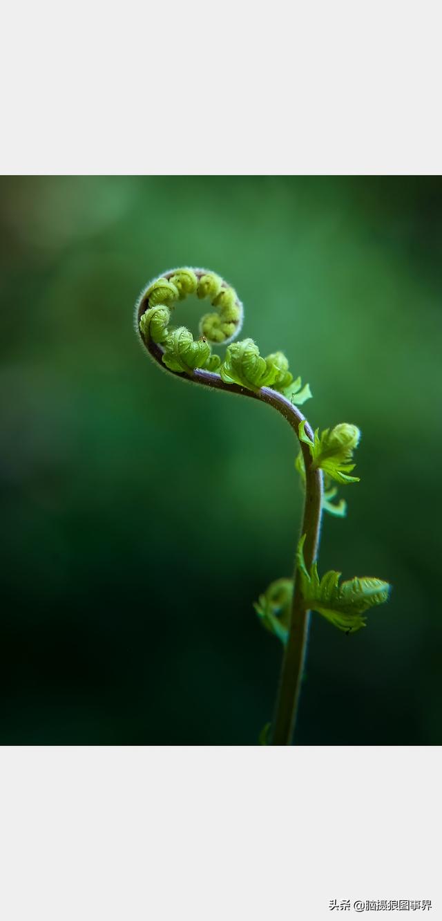 好看的图片。，好看的图片背景（实拍25张唯美的花草照片）