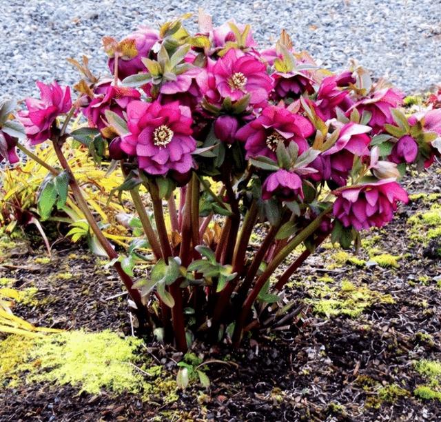 冬天种什么花好养活，冬天什么花好养活北方室内（冻不死的花草清单）