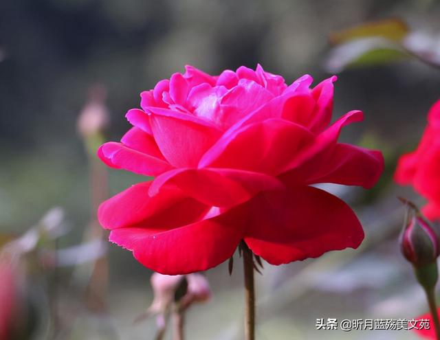 初识的美好唯美句子，初见相遇的唯美句子（最美好的遇见）