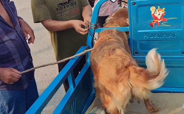 金毛寻回犬的价格，金毛寻回犬多少钱一只（还是在主人和路人的敲打下上狗肉车）