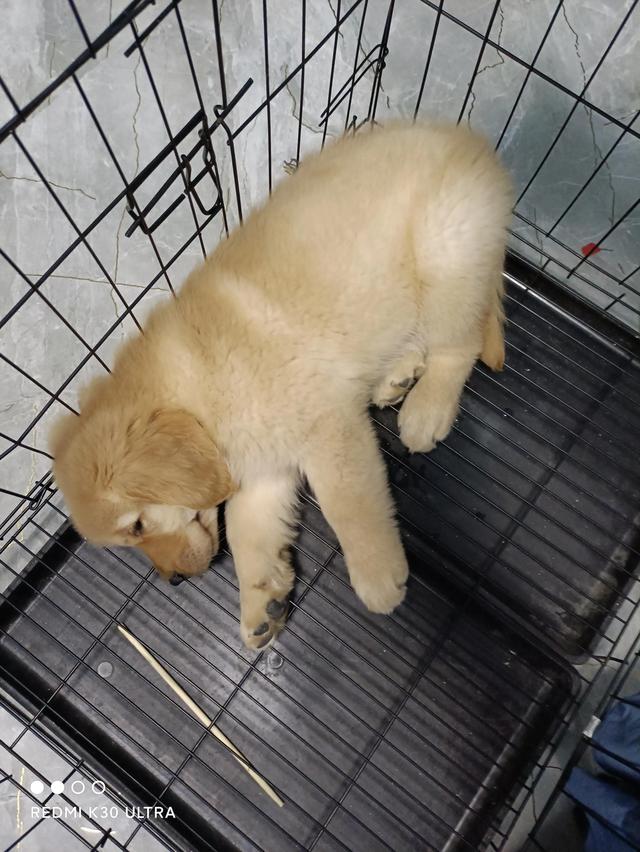 双血统金毛多少钱一只，金毛犬价格（纯血统金毛犬价格）