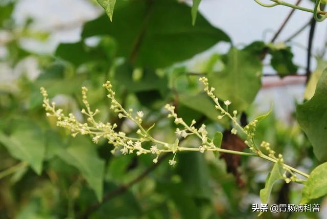 曼陀罗花的图片，曼陀罗花是什么（301味中药材的原植物彩色图谱）