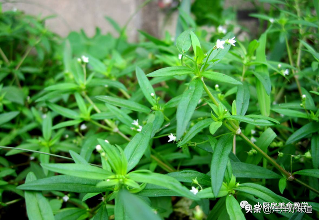 农村的这种野草大家认识吗，老人称“肿瘤草”