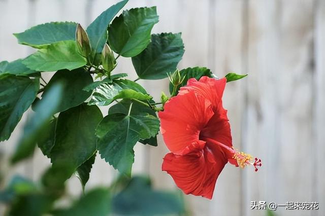 为什么不能送郁金香，郁金香千万不能乱送（3种花草别送人）