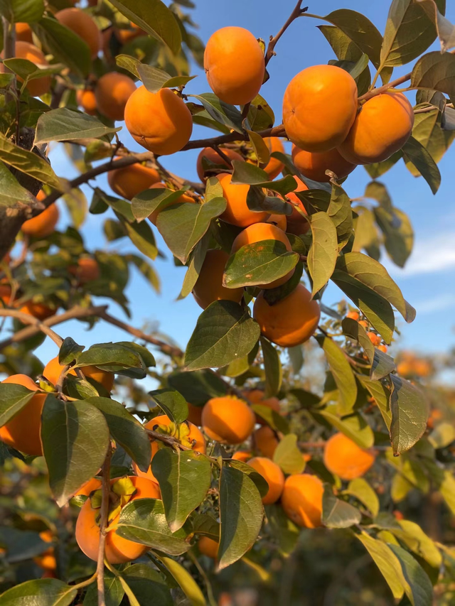 什么品种的脆柿子好吃，什么产地的脆柿子好吃（陕西巧克力糖心脆柿）