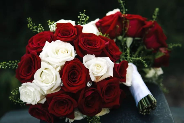 白玫瑰与红玫瑰，白玫瑰和红玫瑰的区别（《红玫瑰与白玫瑰》）