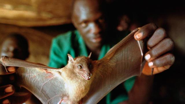 埃博拉传播途径,埃博拉的传播途径(埃博拉病毒为啥这么厉害)_犇涌向乾