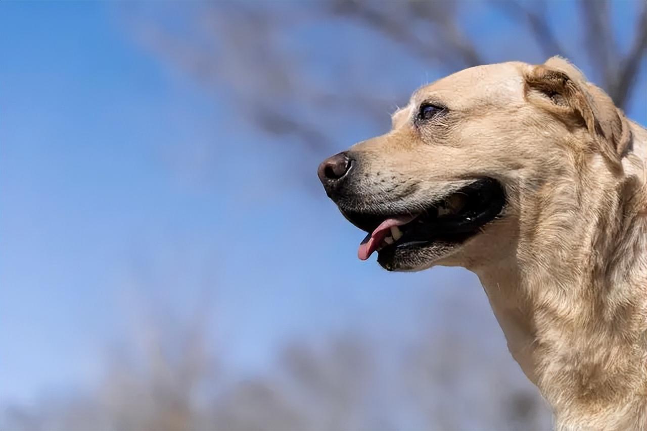 拉布拉多犬的价格(拉布拉多价格多少钱一只幼犬)