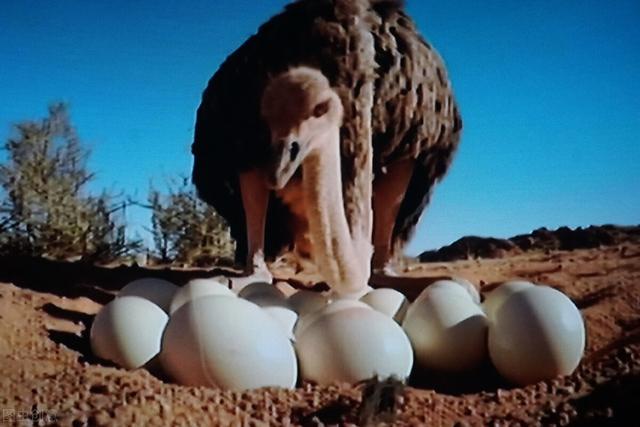 养鸵鸟的养殖方法，能取得不错的经济效益