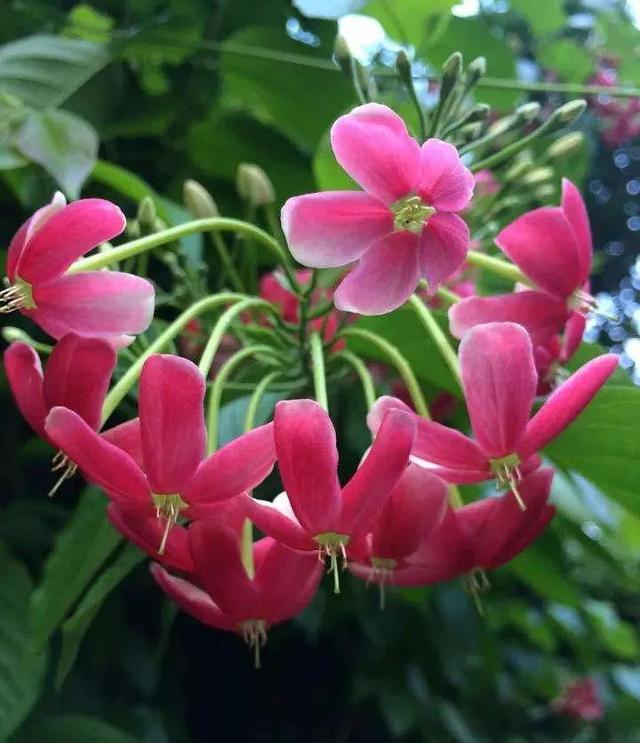 看望病人买什么鲜花，适合送病人的鲜花有哪几种（哪些花代表健康、平安、幸福）