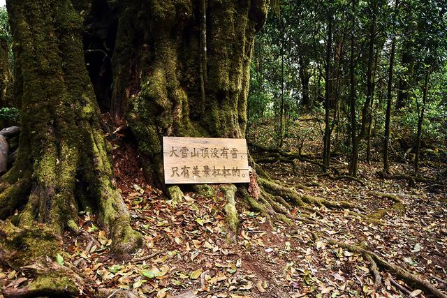 大雪山在哪里，90%的茶友都不知道