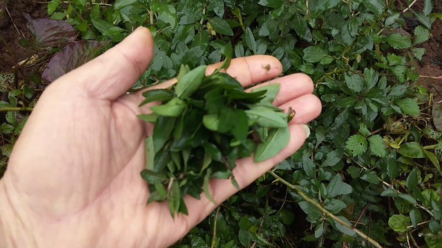 枸杞叶（枸杞叶茶），枸杞叶不被重视（茶叶+枸杞）