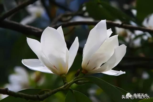 玉兰花的寓意和象征，玉兰花的寓意和象征和花语（还有“镇宅吉利”好兆头）