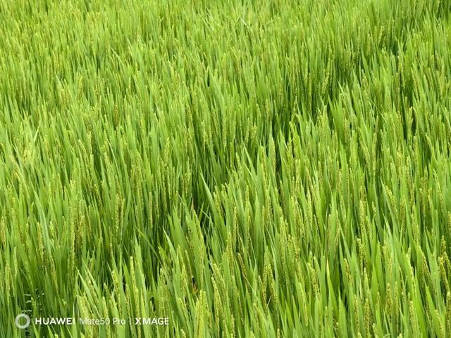 哪两种颜色可以调成紫色，哪两种颜色可以调成紫色彩搭配（但仍是一台值得购买的旗舰手机）