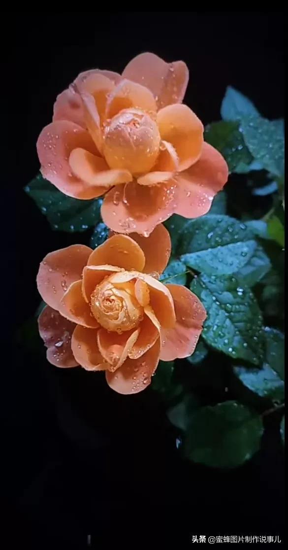 腊梅图片，一花一世界（腊梅图片）