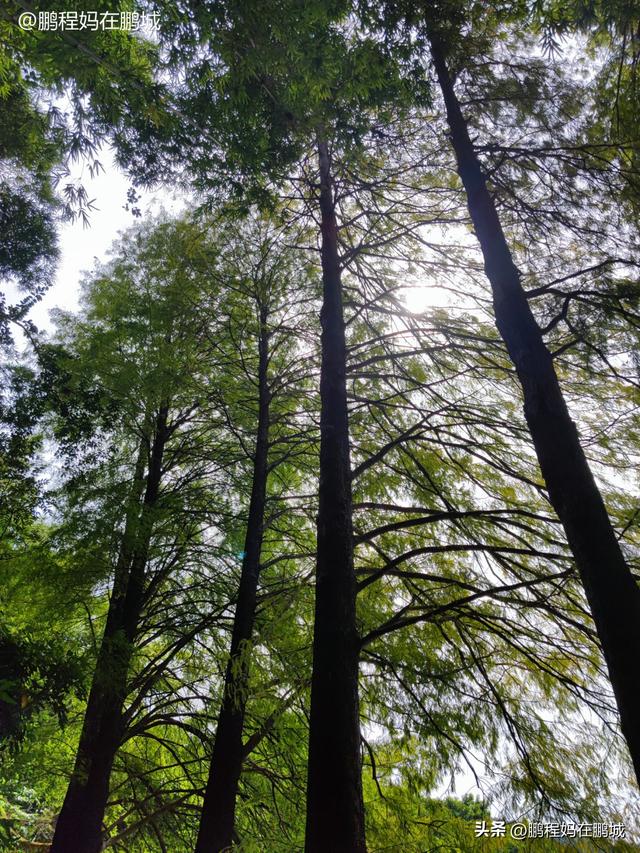 仙湖植物园地铁几号线，深圳仙湖植物园攻略（深圳仙湖植物园——带孩子逛逛植物王国）