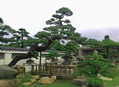 院里种什么树对风水好，农村院子里种什么树风水好