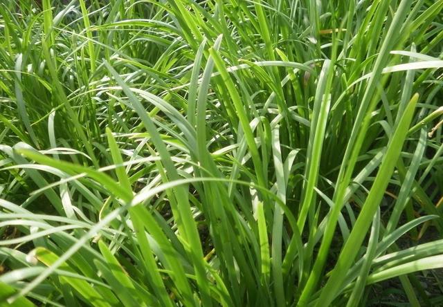 饺子包什么馅好吃，饺子包什么馅的好吃（这2种馅儿鲜嫩又多汁）