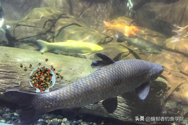 钓青鱼最有效的方法，夏季钓黑坑青鱼的三个绝招