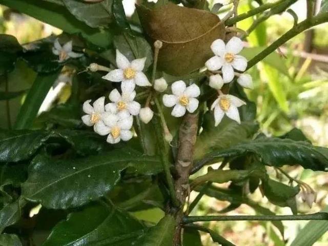 鲜花的花语和花的数目的寓意，鲜花数量的寓意（100种迷人的“数字花”）