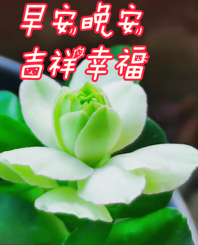 鲜花朋友圈配什么文字，朋友圈晒鲜花配什么文字（愿您寒冬温暖纯良不舍爱）