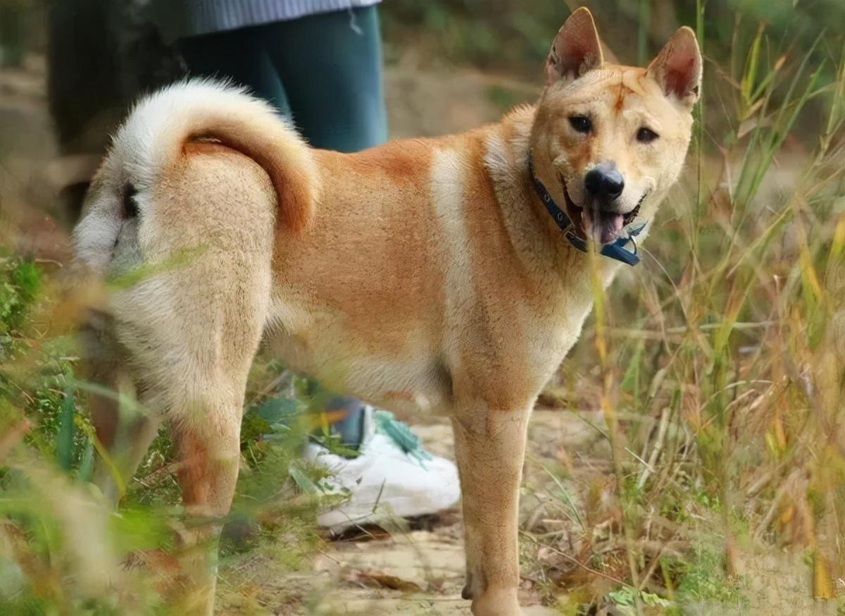 寿命:12~20年性格:忠诚勇敢,独立中华田园犬是一种品质很优秀的狗狗