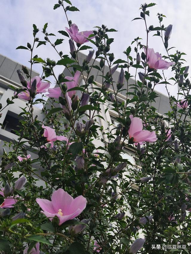 木槿花开唯美诗句，朝开暮落话枯荣